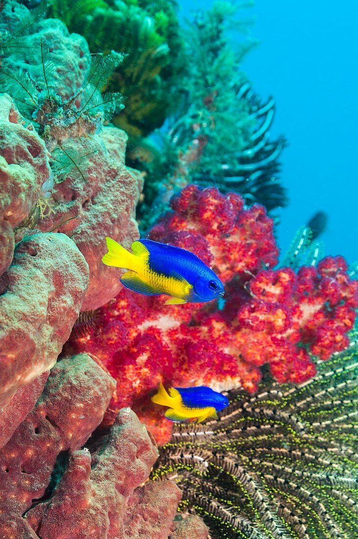 Goldbelly damselfish on a reef