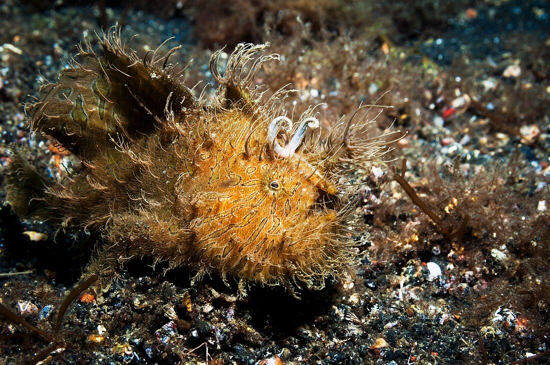 Striated frogfish on the seabed