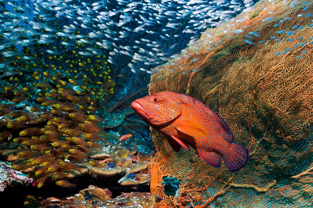 Grouper and sweepers on a reef