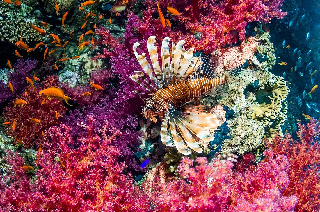 Common lionfish hunting a reef