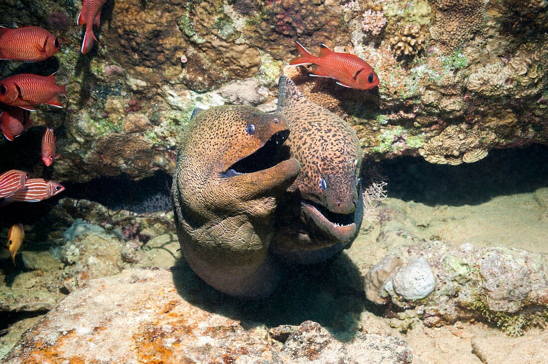 Soldierfish and giant morays on a reef
