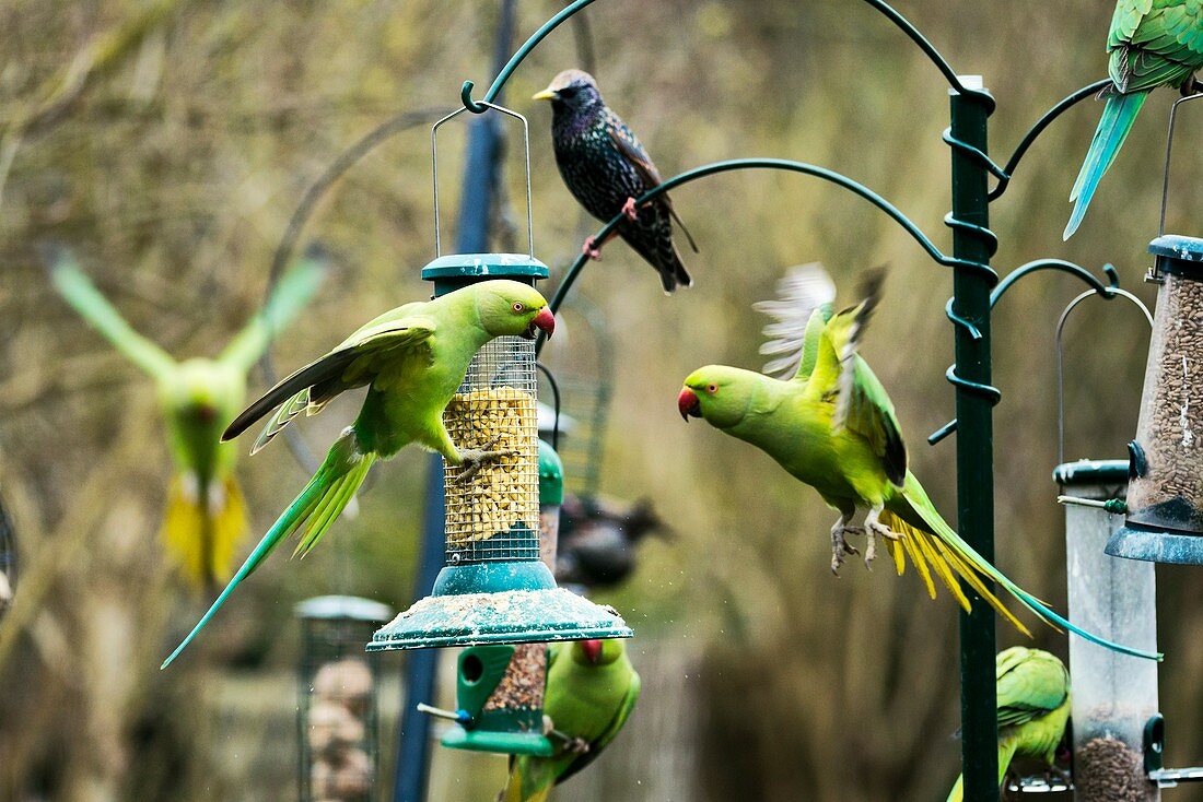 Ring-necked parakeets,UK
