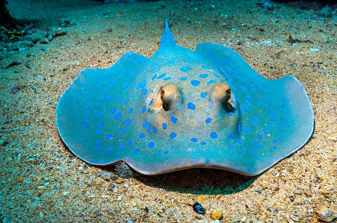 Bluespotted ribbontail ray on the seabed