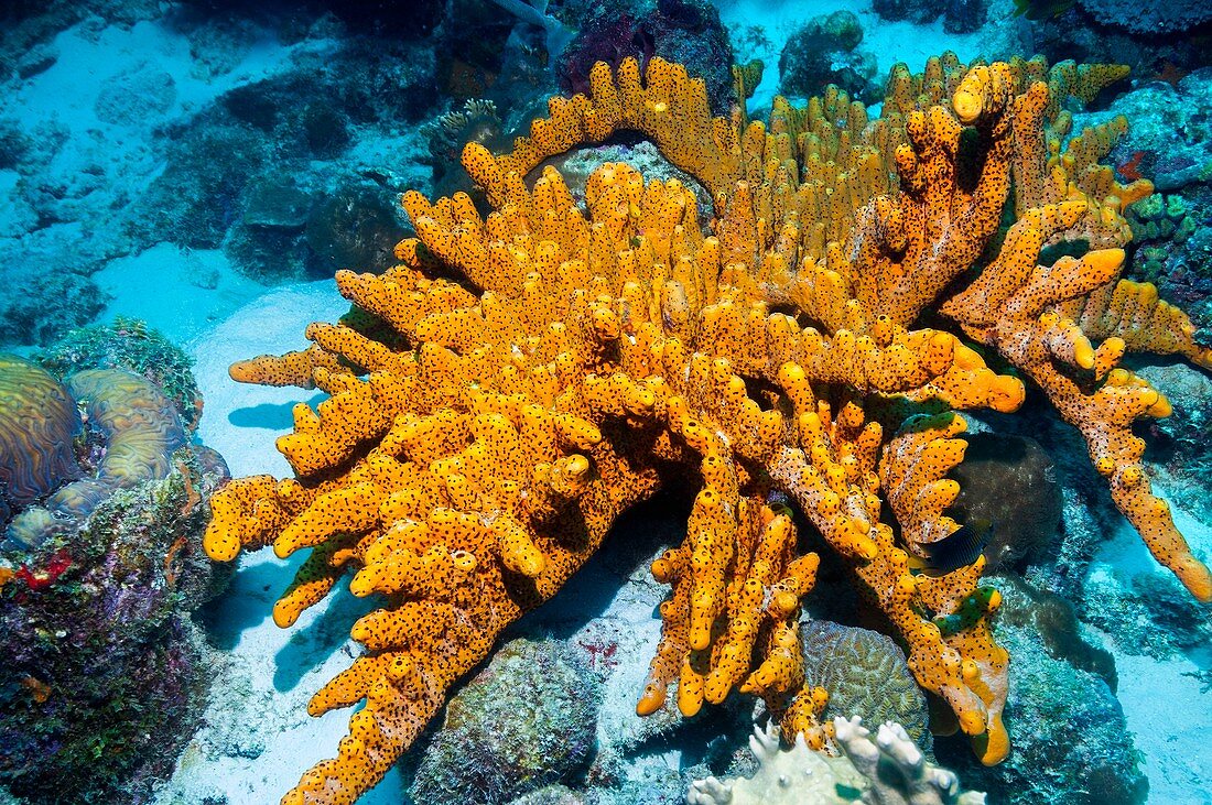 Brown tube sponge on a reef