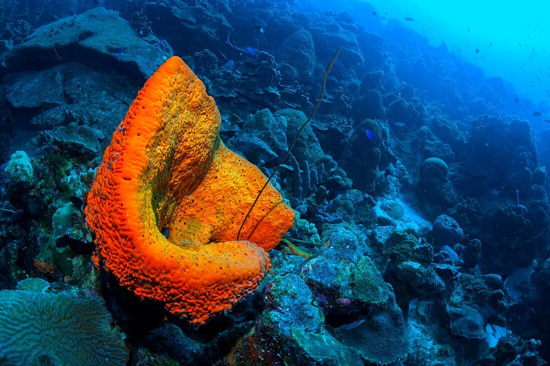 Orange elephant ear sponge on a reef