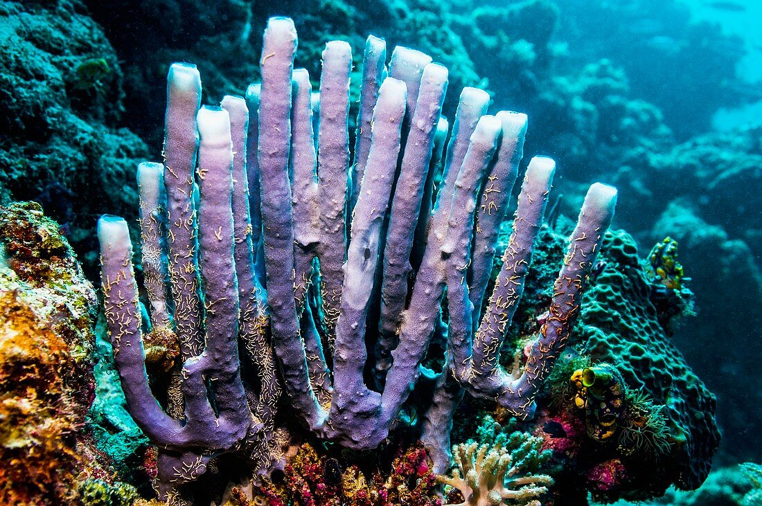 Tube sponge on a reef