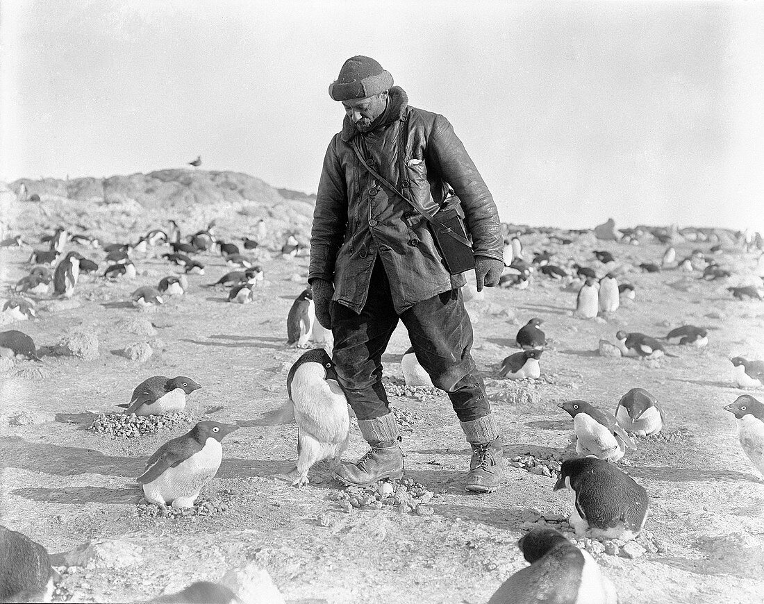 Penguins and Antarctic explorer,1911