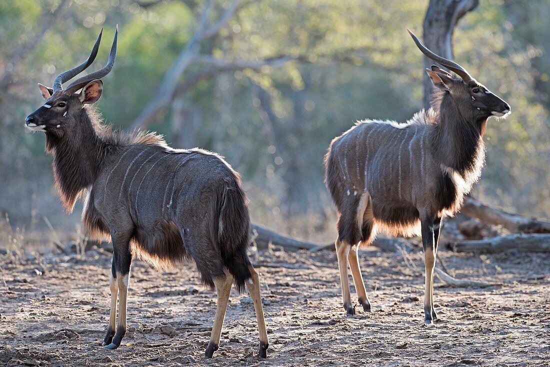 Nyala bulls at dusk