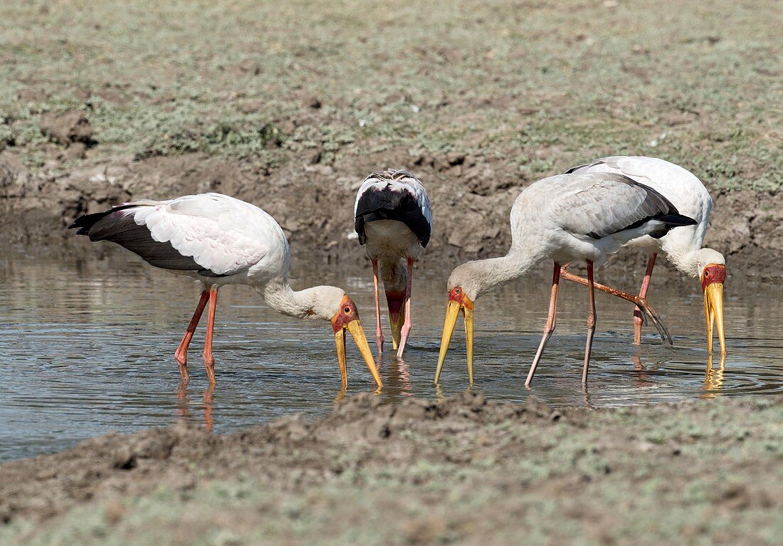 Yellow-billed storks foraging together