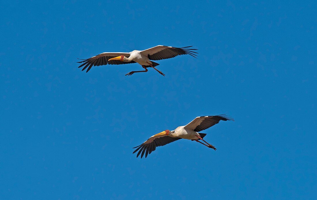 Yellow-billed storks in flight