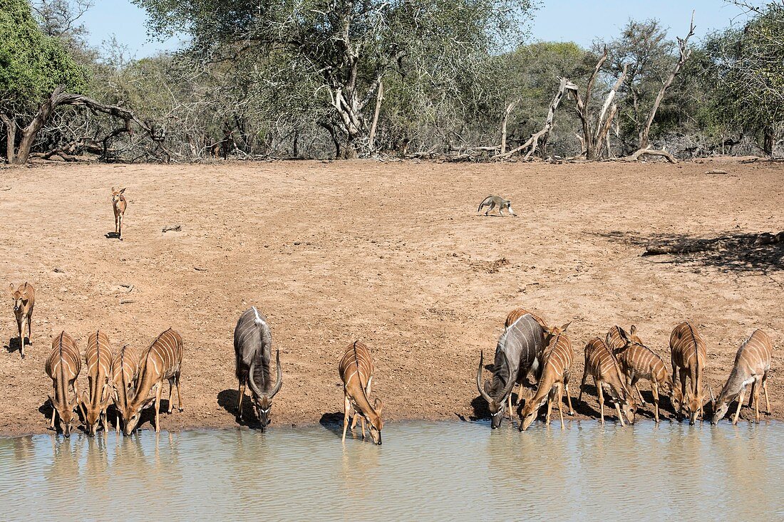 A herd of Nyala drinking at a waterhole