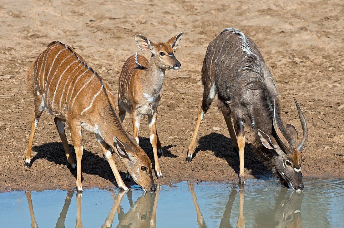 Female,fawn and male Nyala drinking