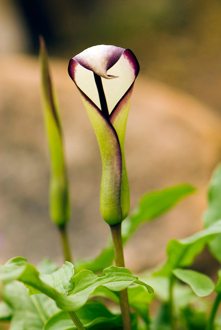 Arum euxinum flower
