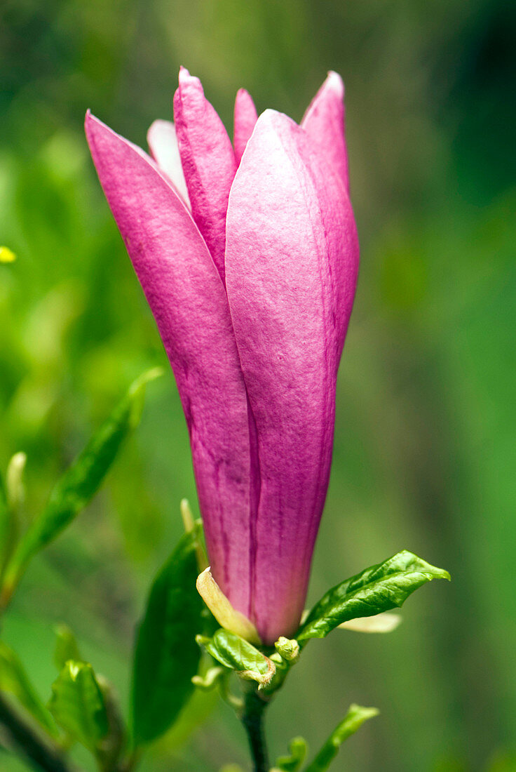 Magnolia 'Susan' flower