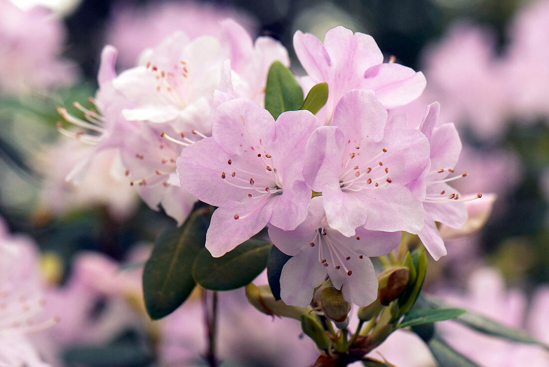 Rhododendron oreotrephes flowers