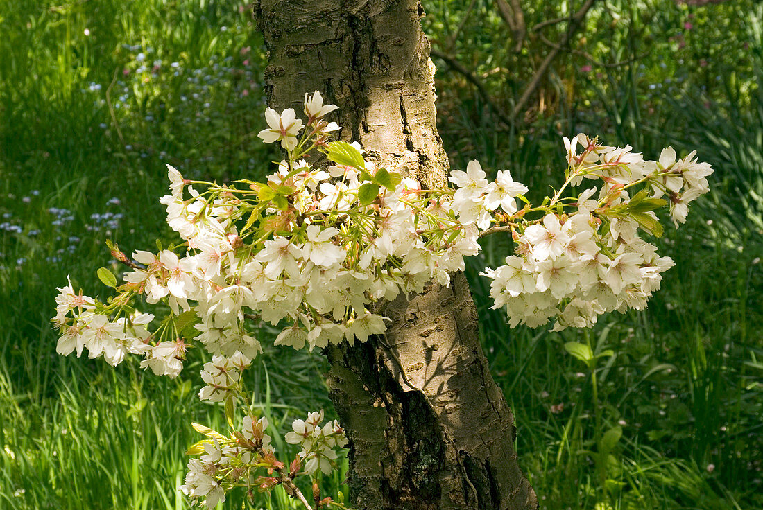 Prunus 'Jo-nioi' flowers