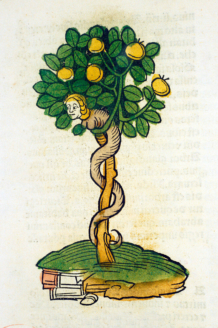 Tree of Knowledge,15th century