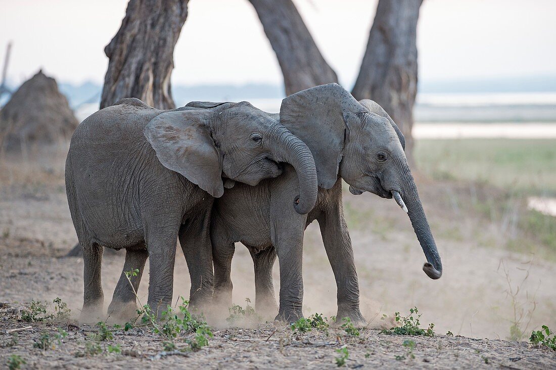 Young African elephants at play