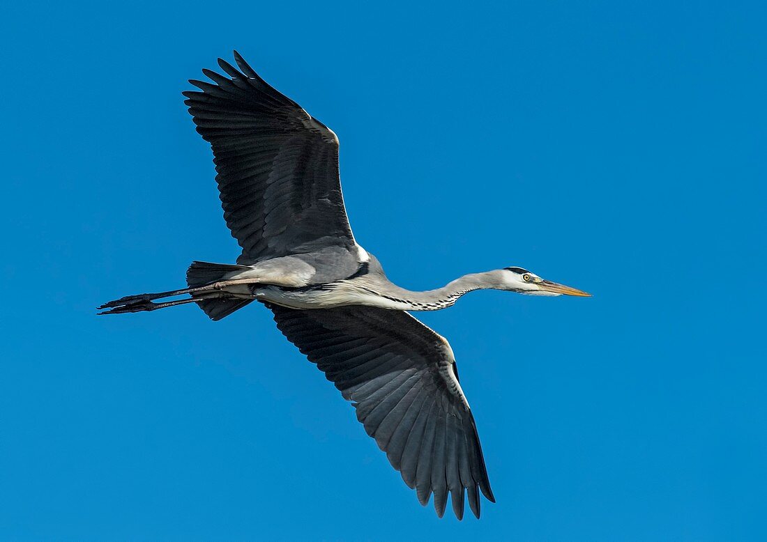 Grey Heron in flight