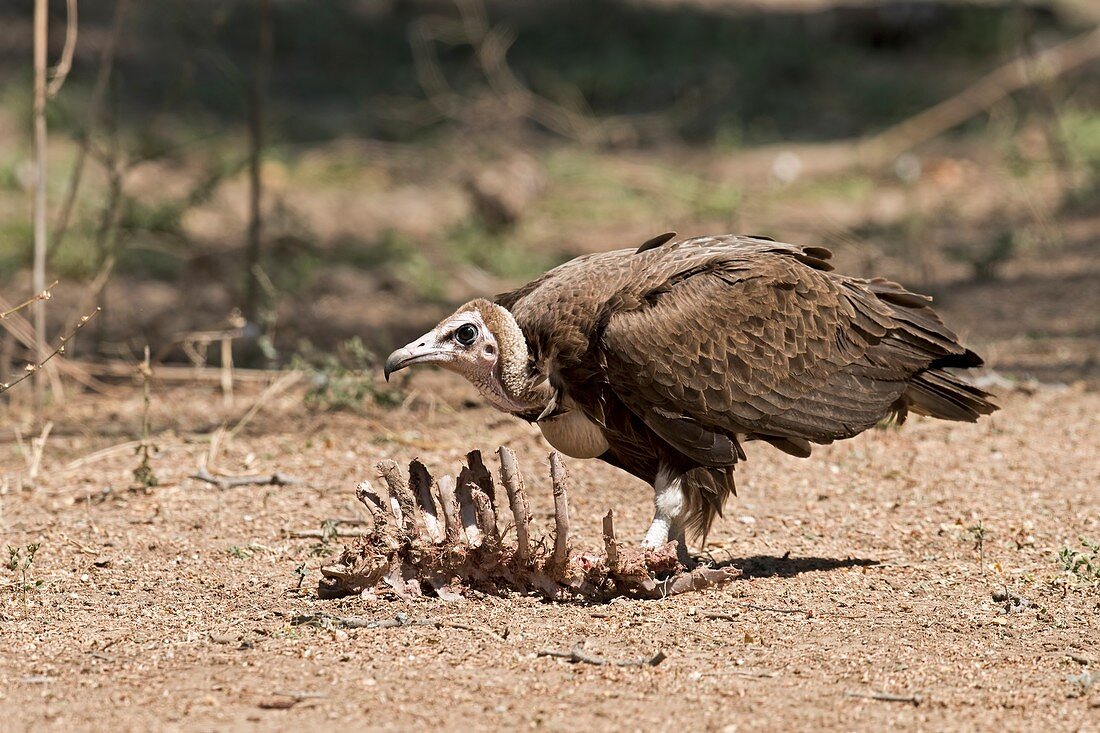 Hooded Vulture with carcass