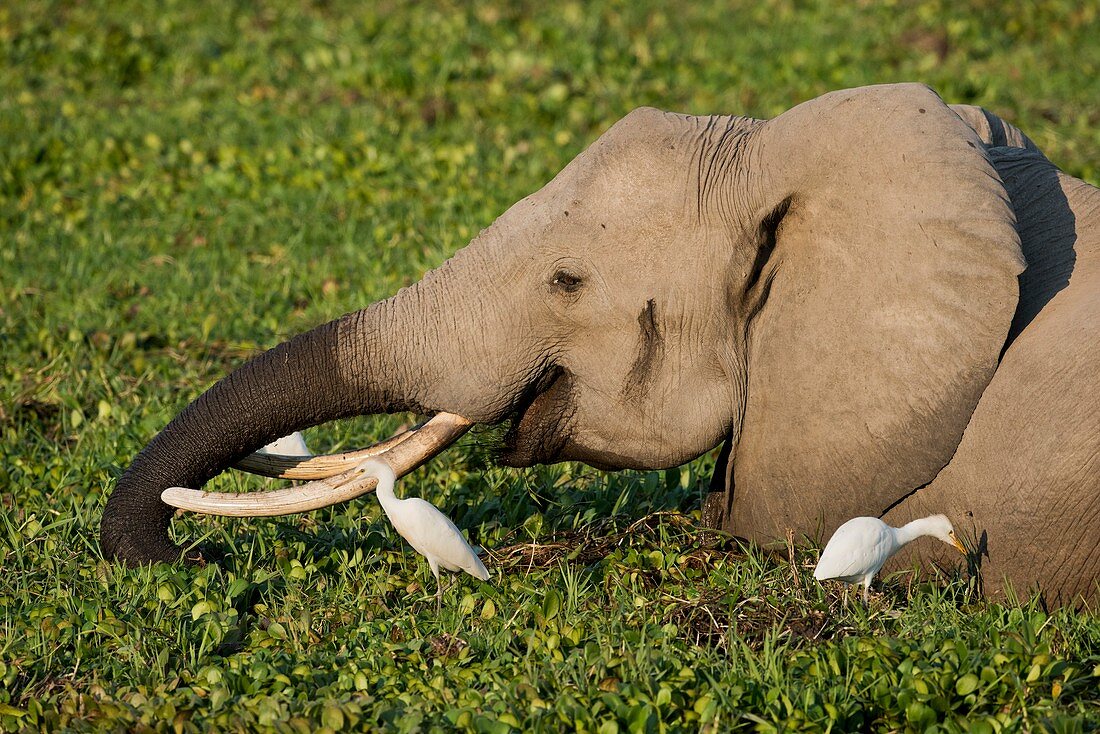 African Elephant feeding alongside Egrets