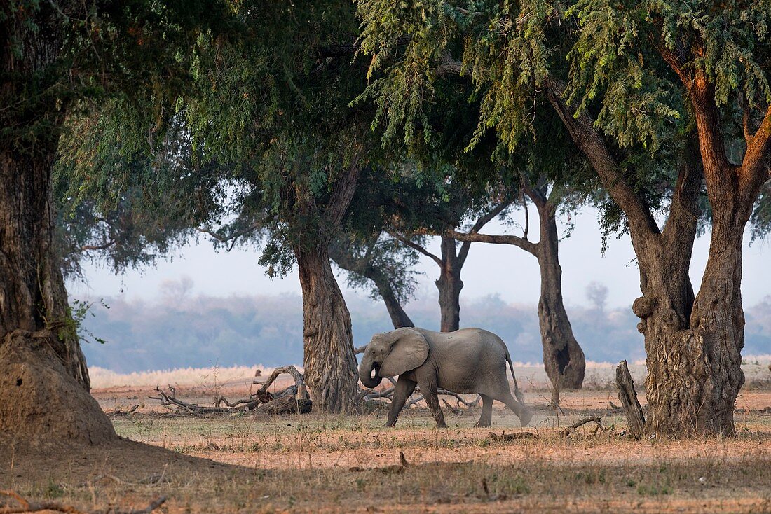 African Elephant on Zambezi Floodplain