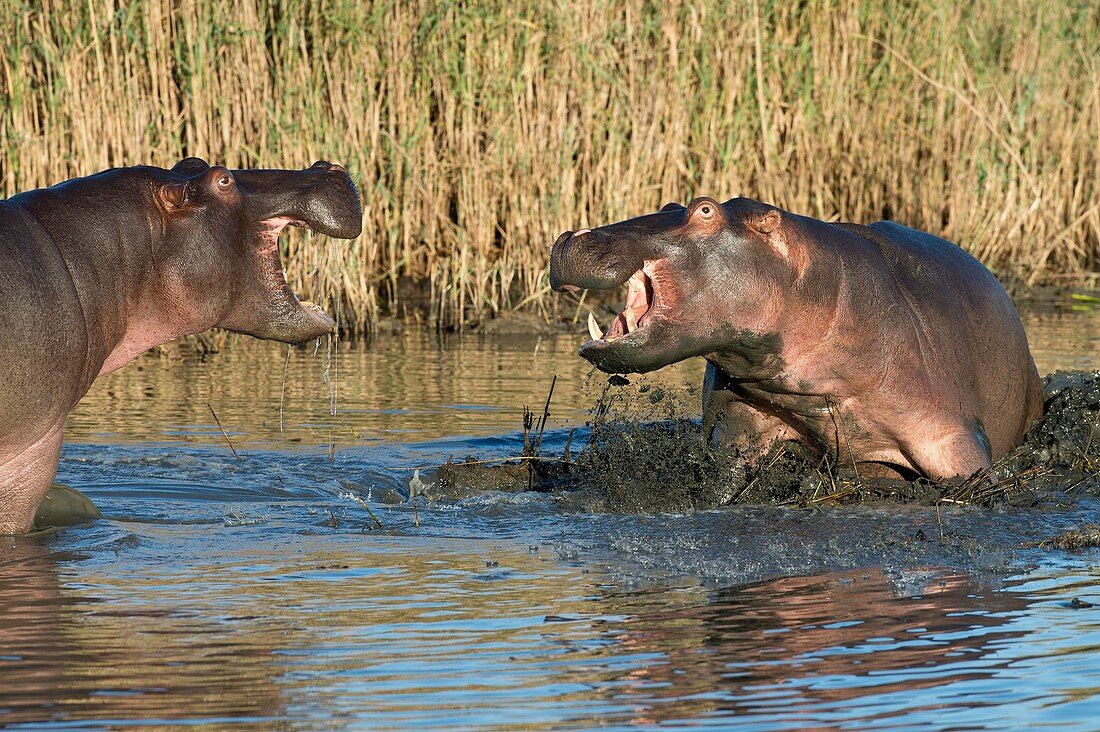 Hippopotamus confrontation