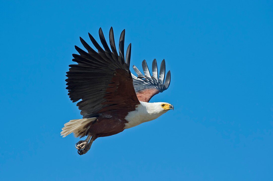 African fish eagle in flight