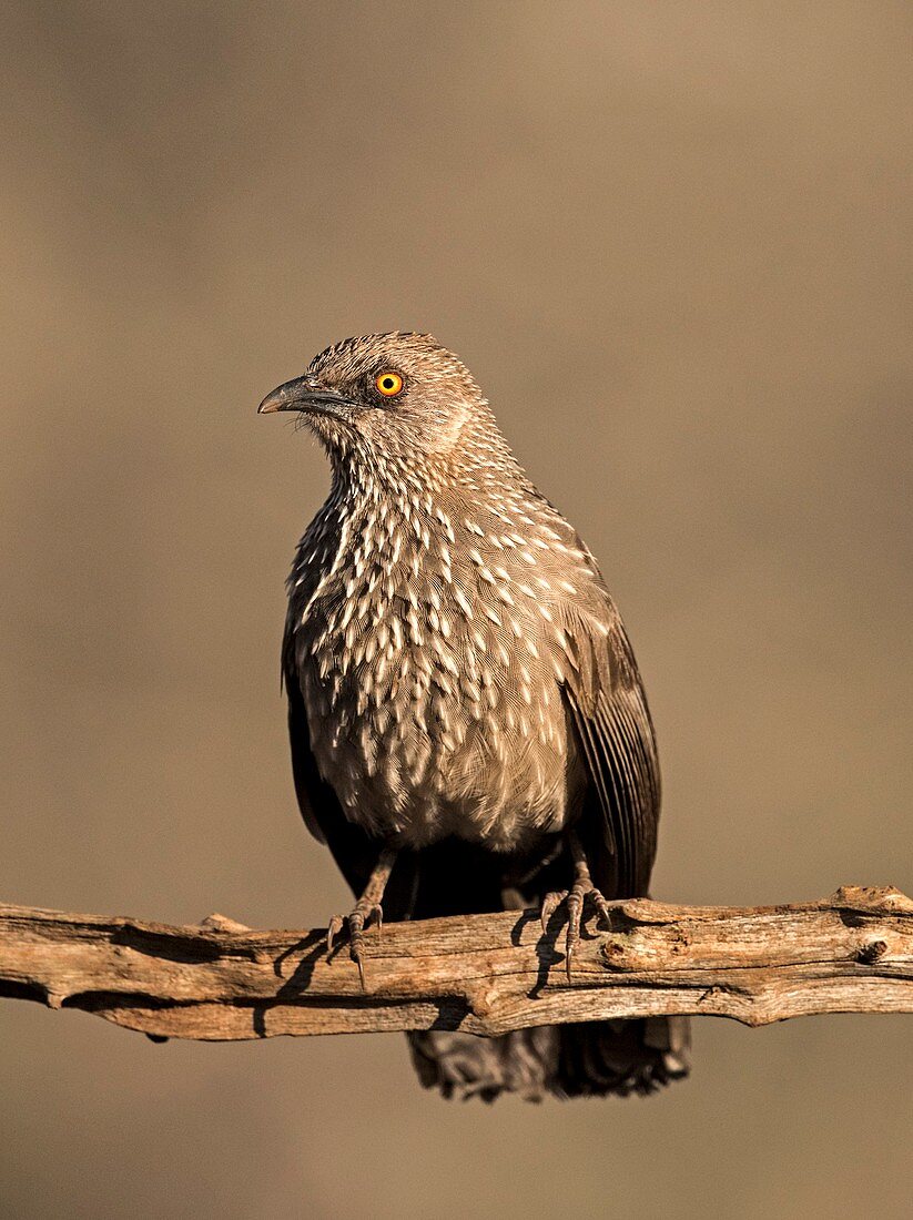 Arrow-marked Babbler