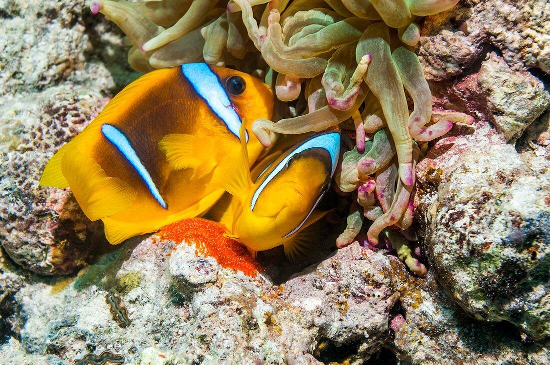 Red Sea anemonefish spawning