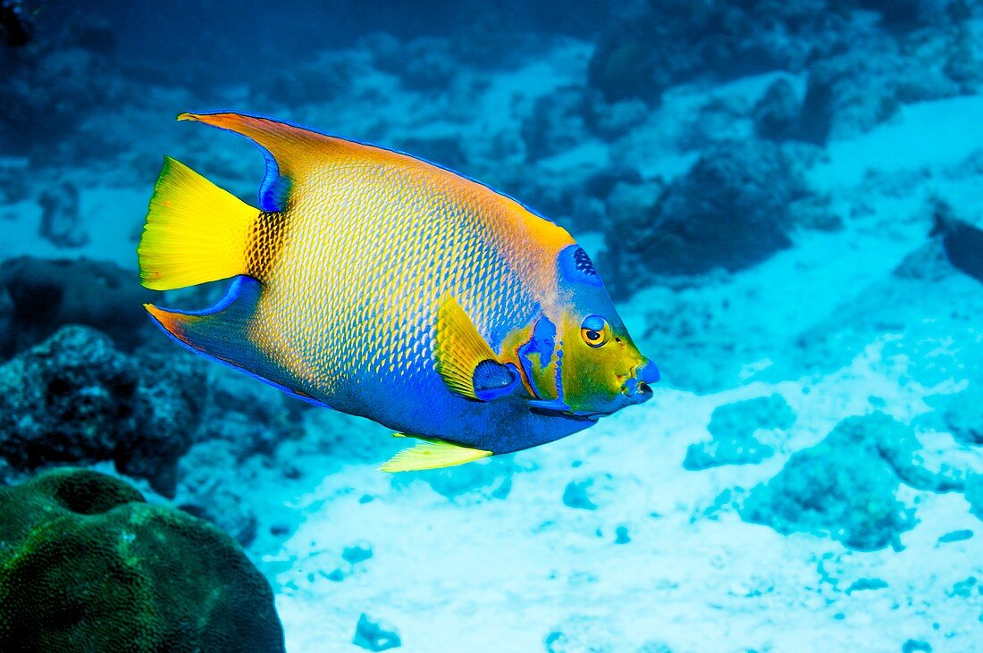 Queen angelfish on a reef