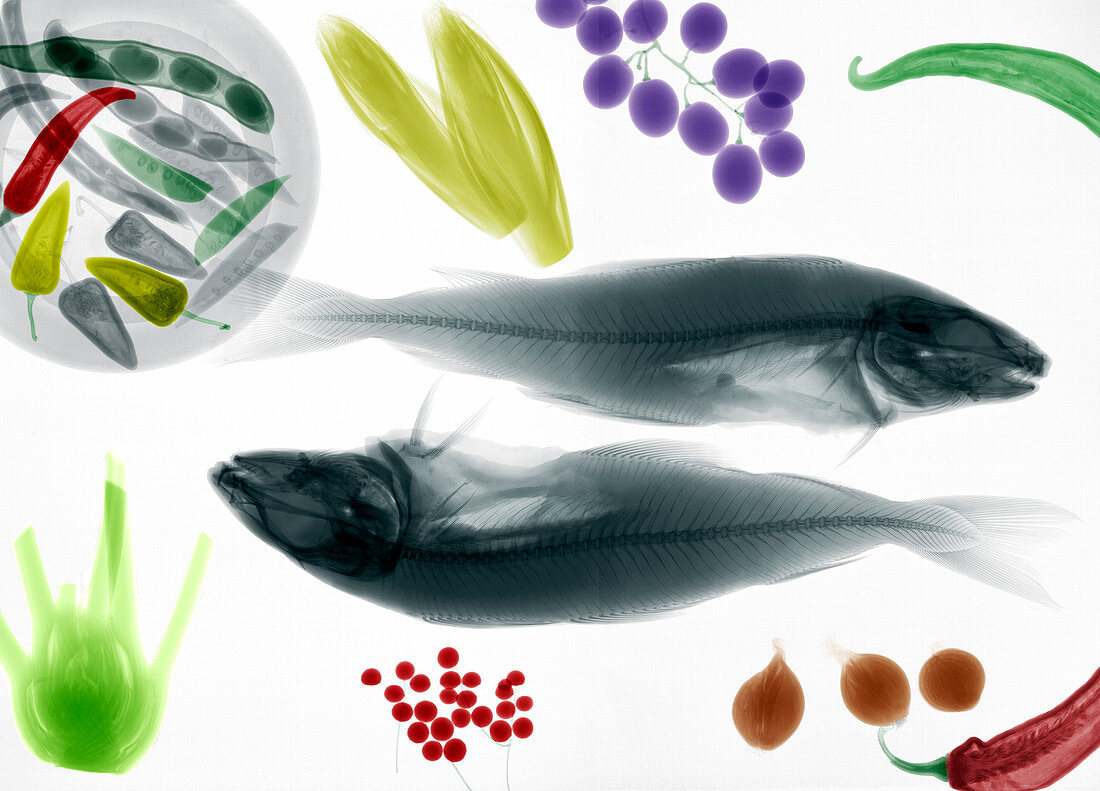 Haddock and vegetables,X-ray