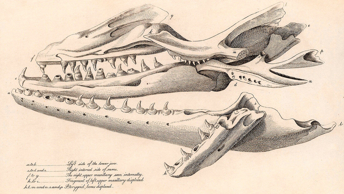 Skull of Mososaurus