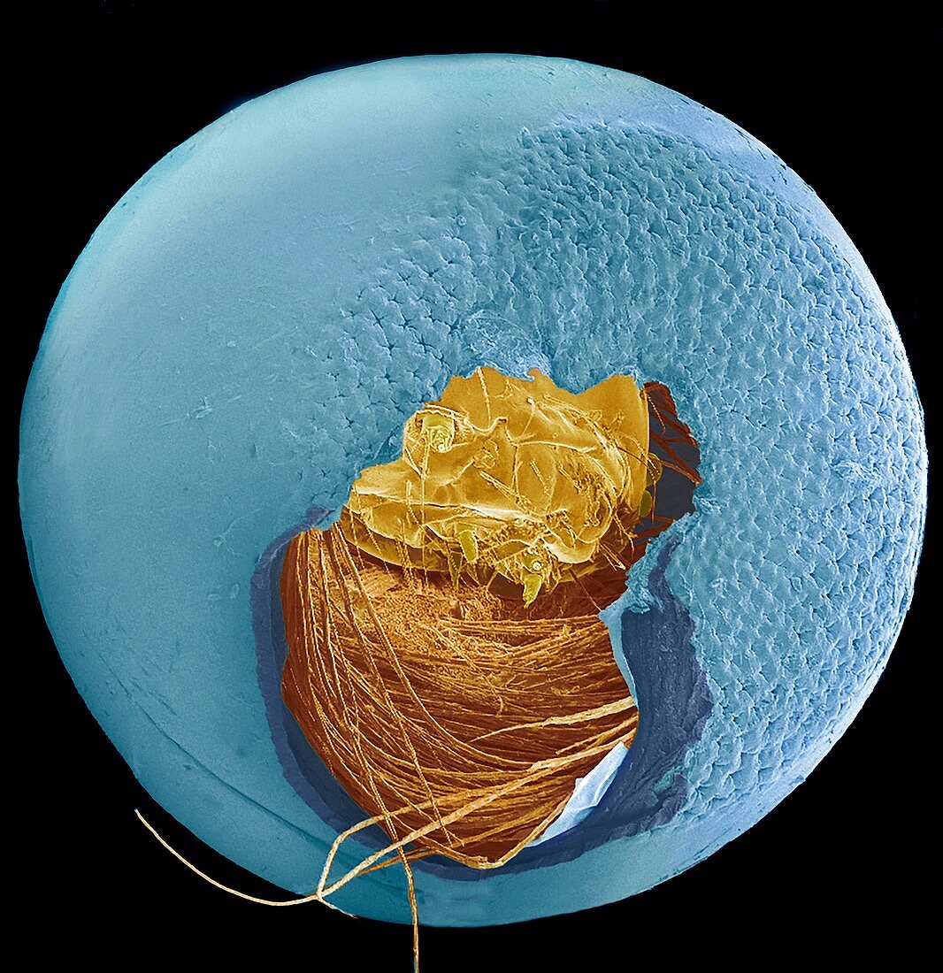 Hatching caterpillar,SEM