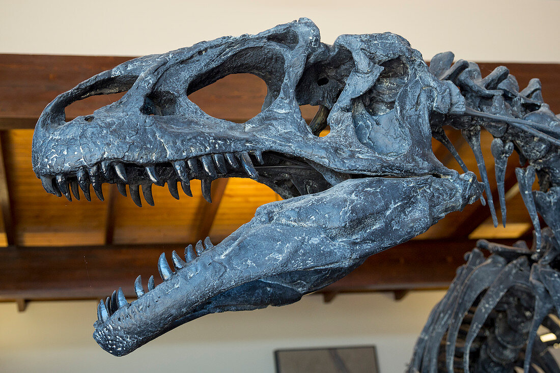 Allosaurus dinosaur fossil display