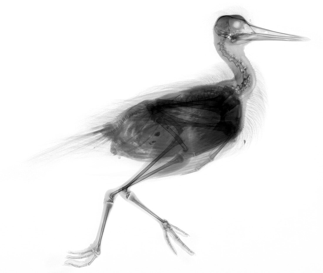 Oystercatcher,X-ray