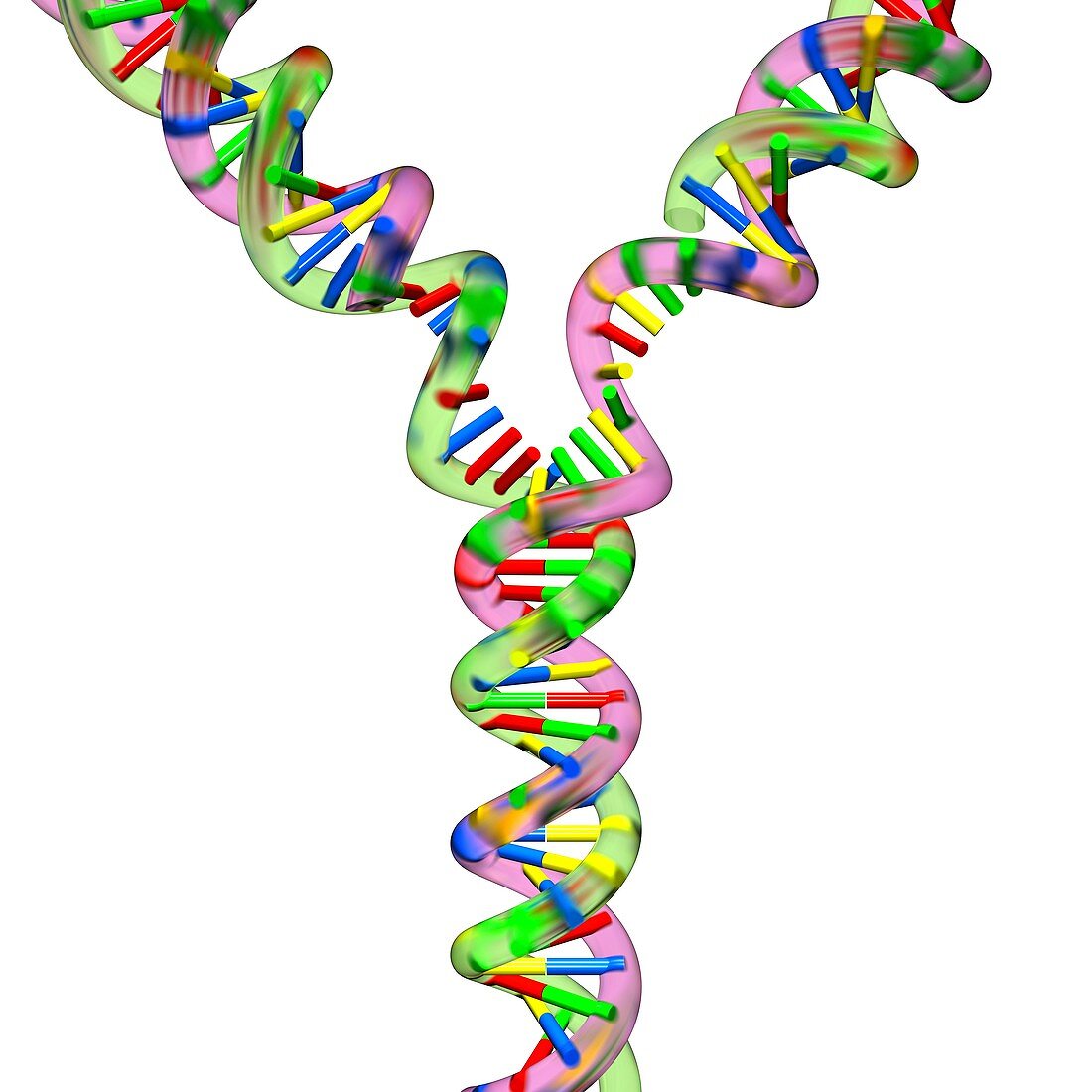 DNA replication,illustration