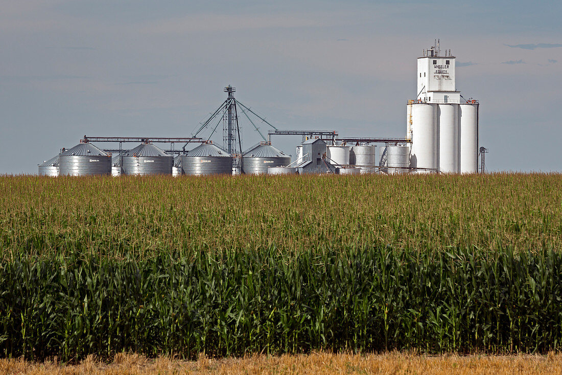 Grain elevator and maize field