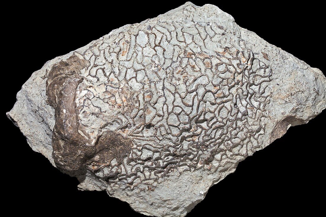 Chain coral (Halysites) II