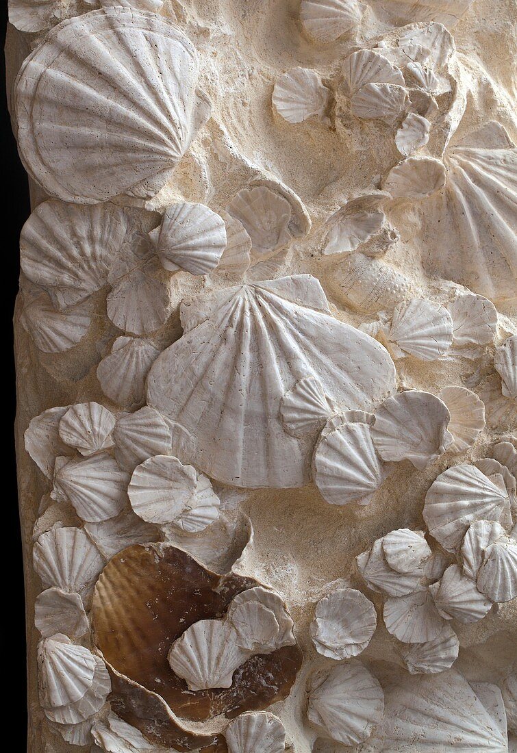 Fossil Pecten shells