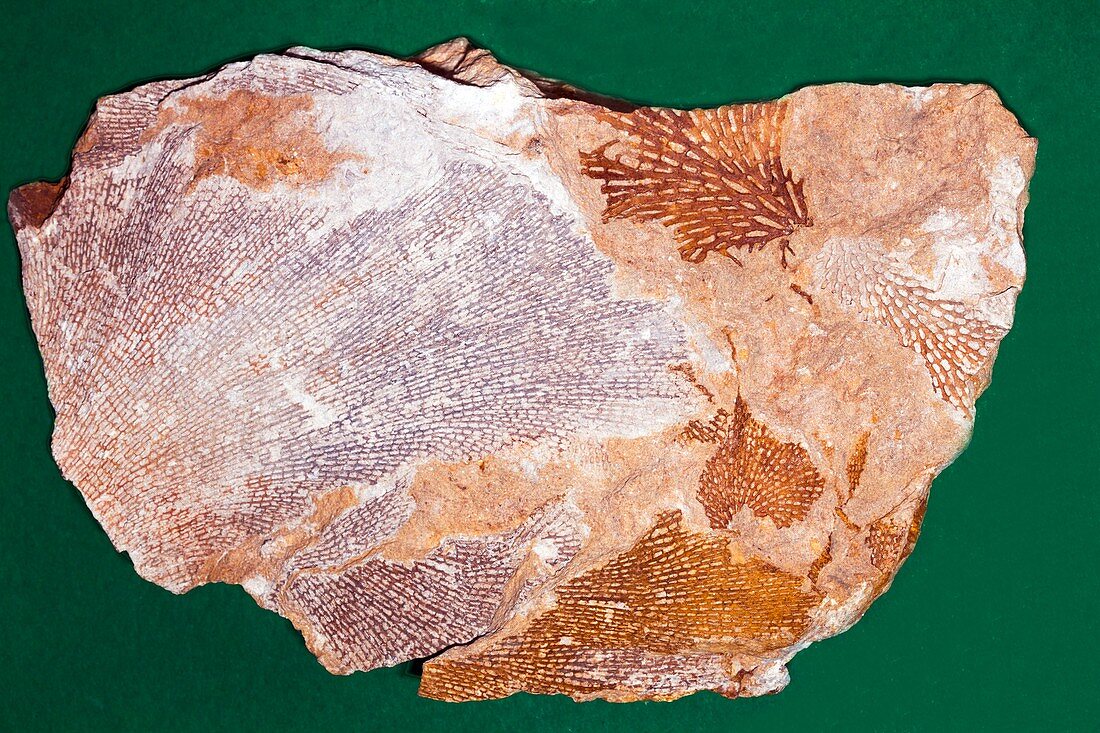 Fossil Bryozoans II
