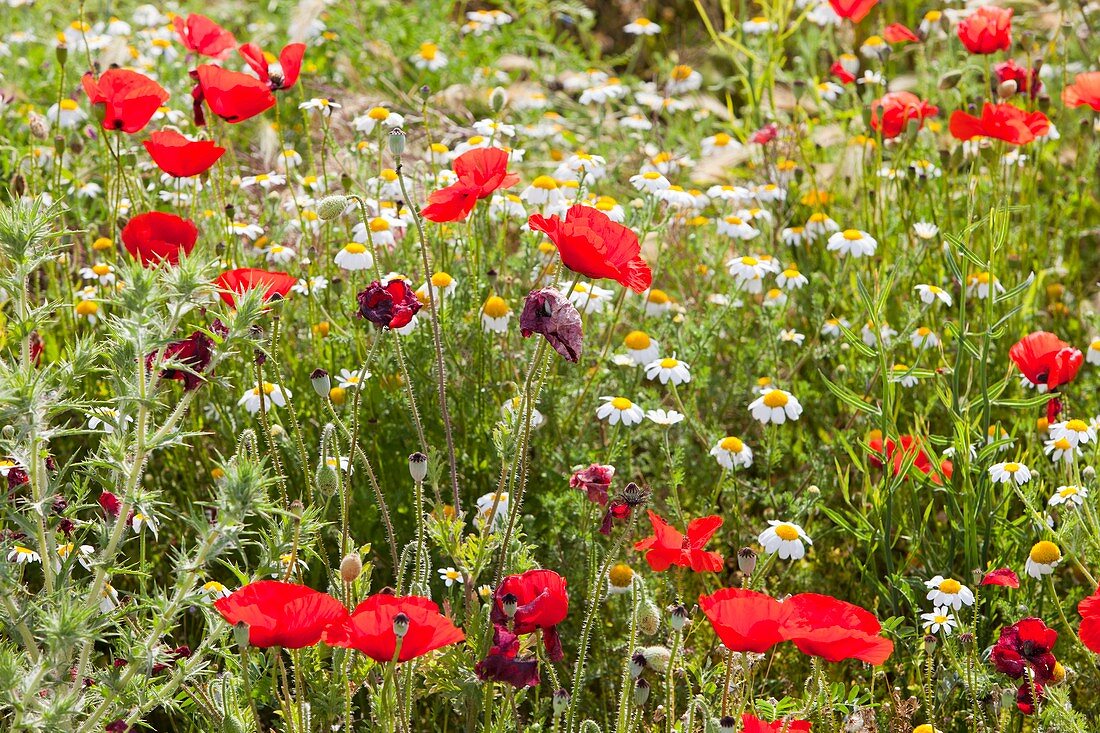 Poppies and other wild flowers