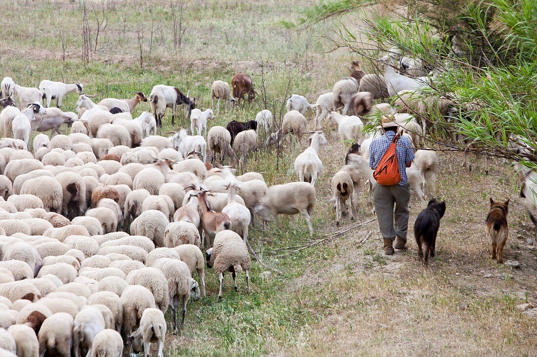 A goat herd,herds his flock