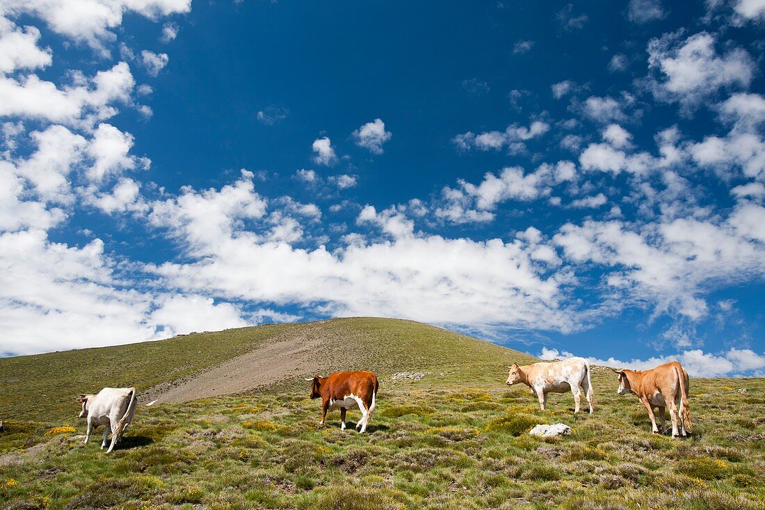 Grazing cows