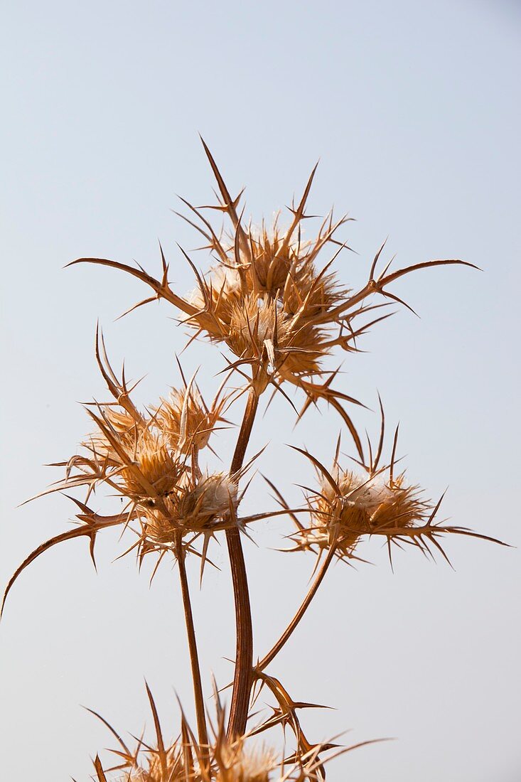 Dried thistle heads