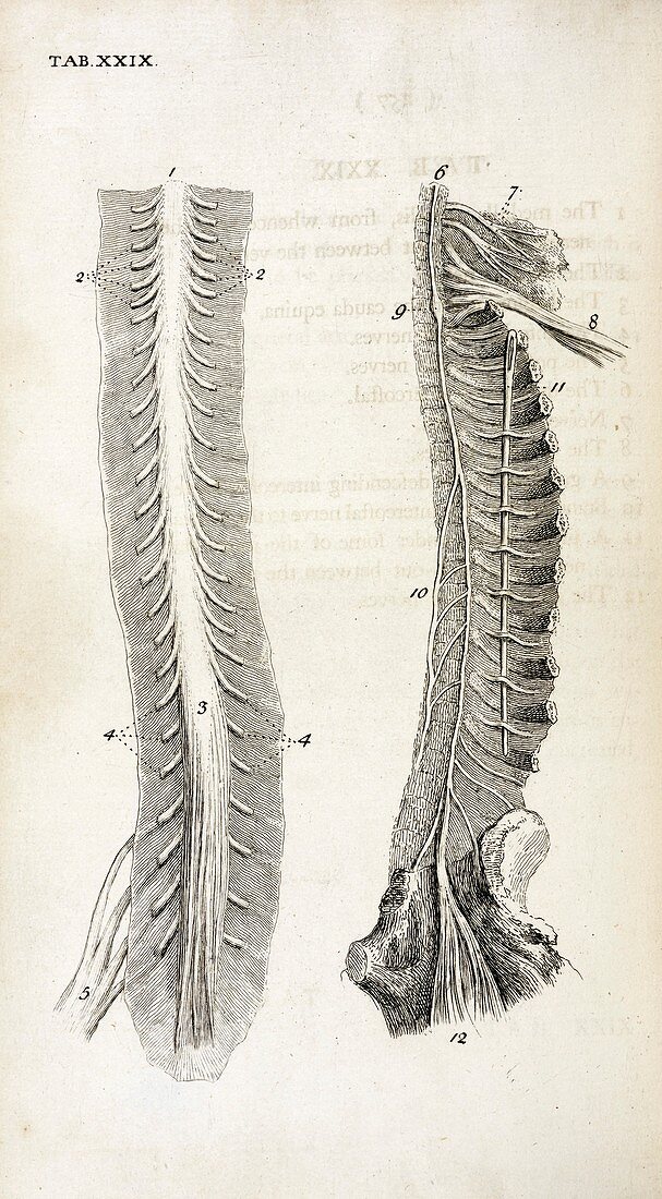 Human spine and nerves,18th century