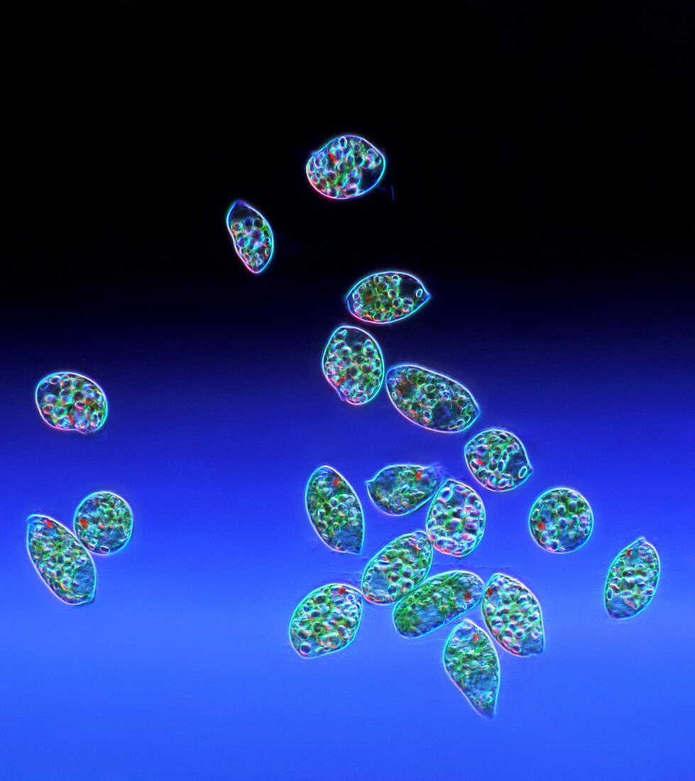 Euglena protozoa,light micrograph