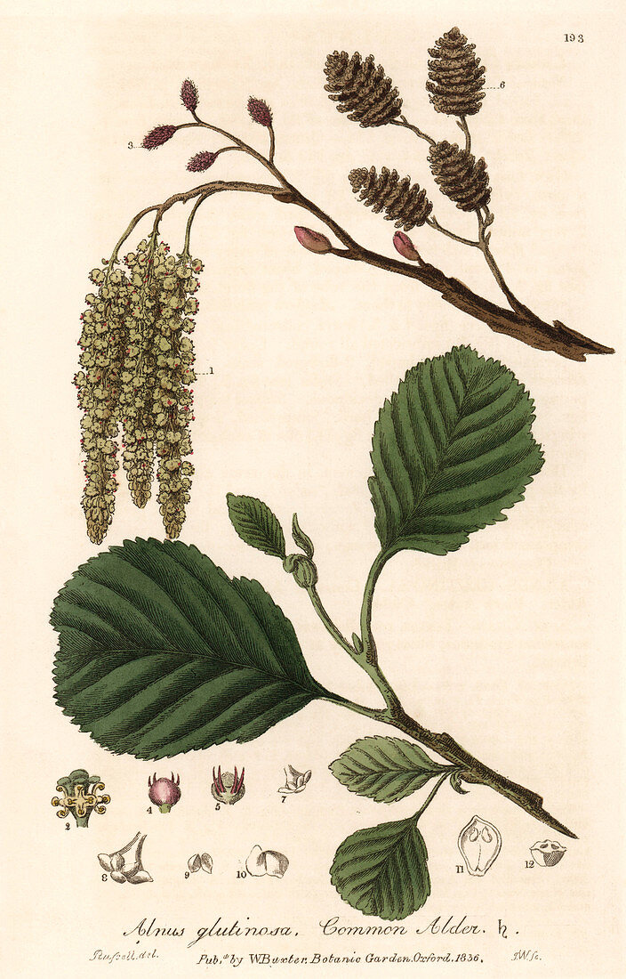 Common alder tree,illustration