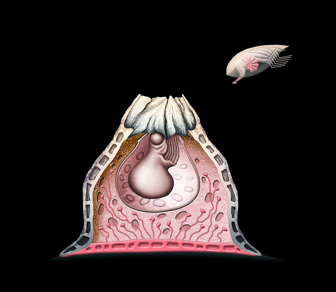 Acorn barnacle anatomy,illustration