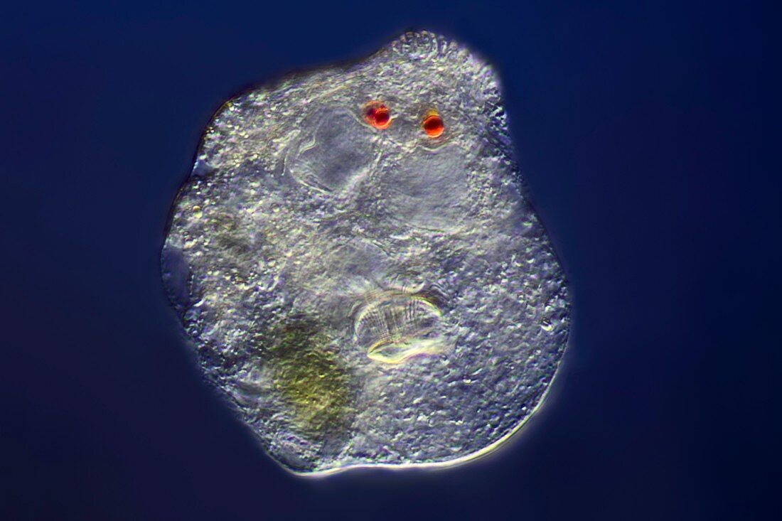 Rotifer,light micrograph